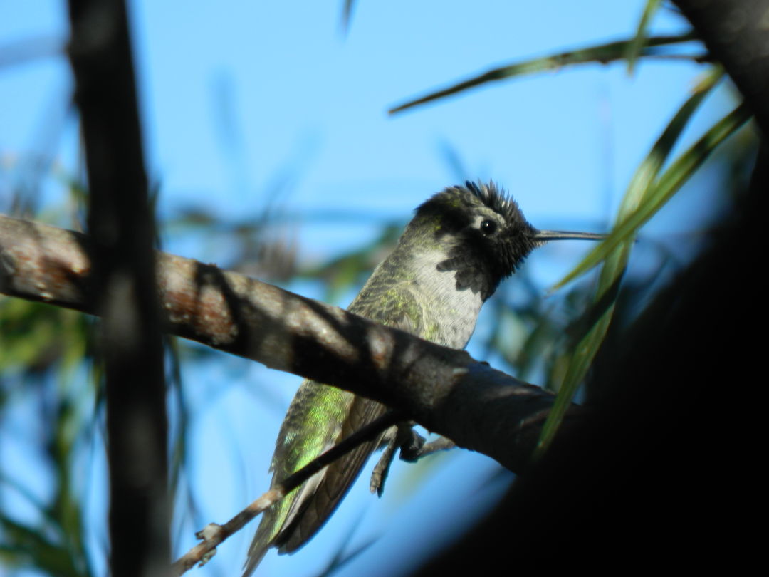 Hummingbirds from backyards and beyond